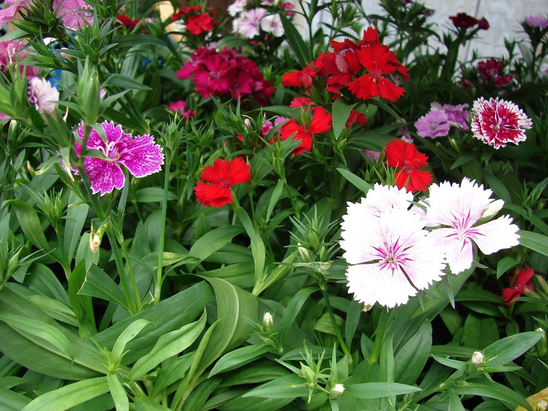 Description of carnation flowers