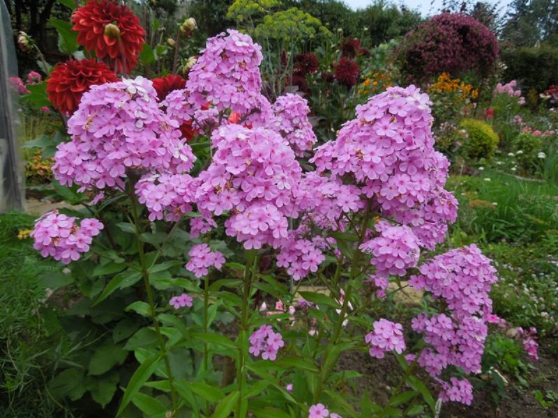 Properties of an undersized night violet or hesperis