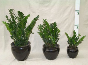 Zamioculcas is ideal for the room