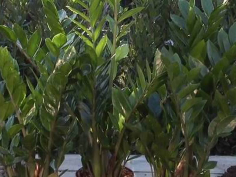 Flower female happiness zamioculcas