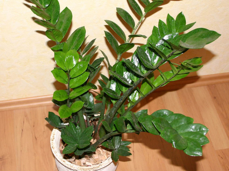 Varieties of flower zamioculcas