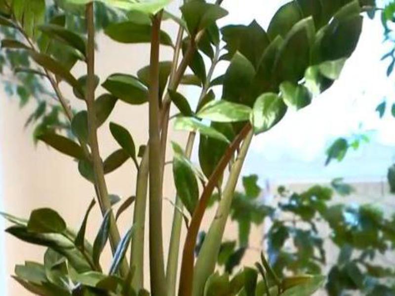 How to propagate zamioculcas