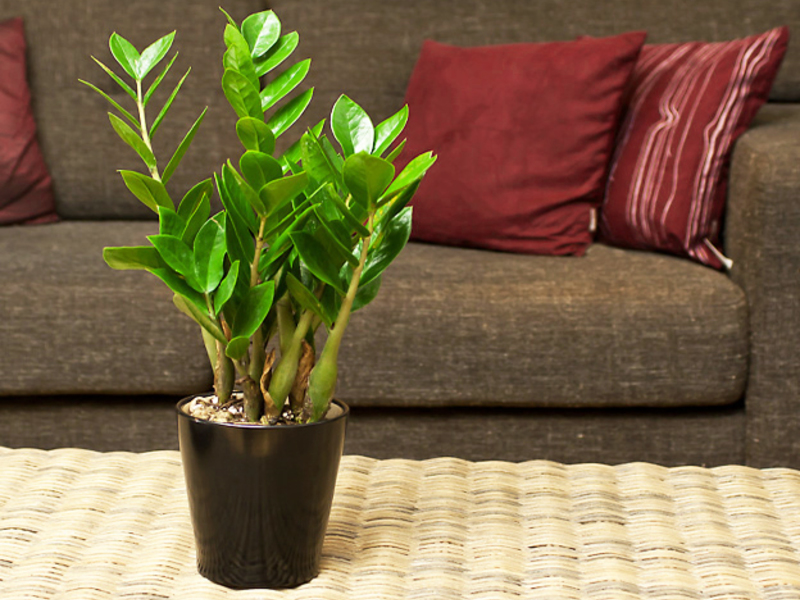 Zamioculcas is ideal for the room