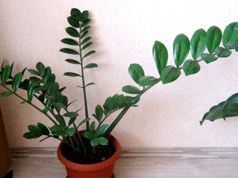 Zamioculcas flower of celibacy