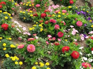 Classification of annual low-growing flowers for flower beds