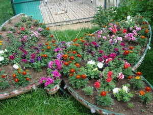 List of popular annual low-growing flower varieties