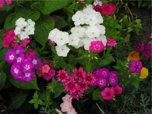 Description of low-growing perennials for flower beds