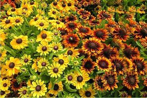 Types and varieties of rudbeckia