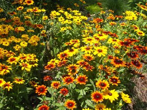 Perennial rudbeckia, care