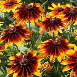 Garden flower rudbeckia