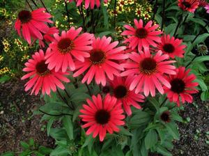 How rudbeckia grows