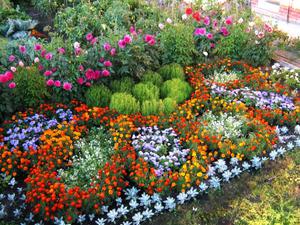 Design options for flower beds with flowers and plants