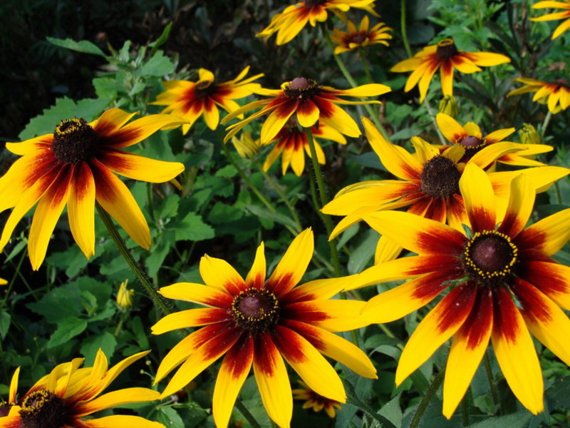 How to plant rudbeckia