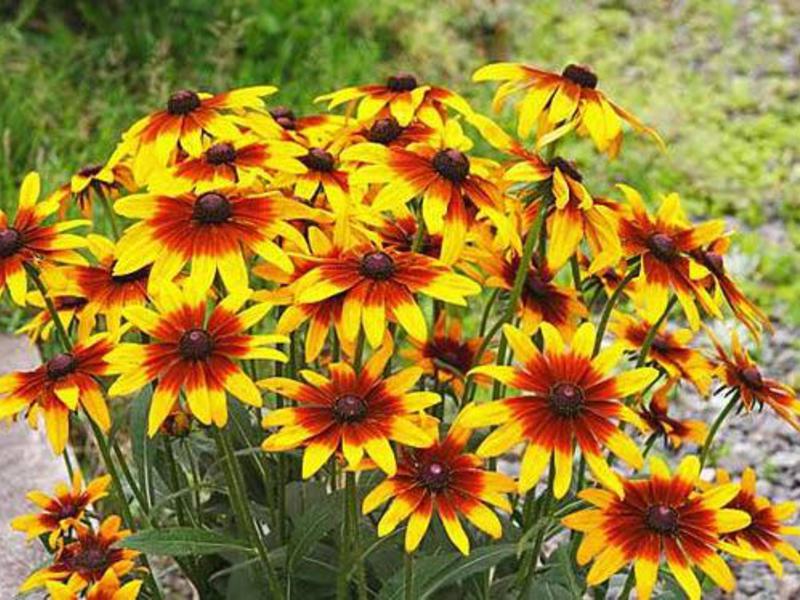 Perennial rudbeckia, care