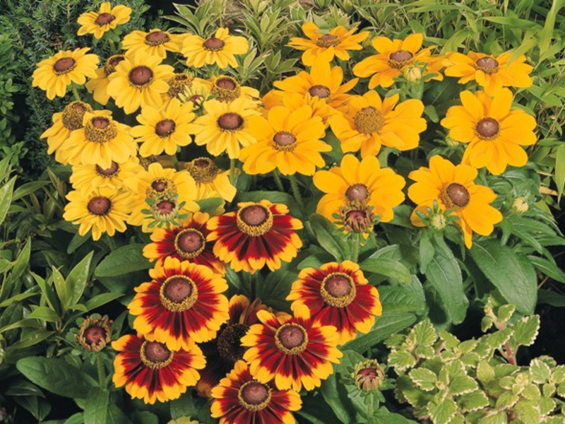 Diseases of rudbeckia