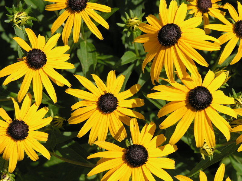 Rudbeckia pests