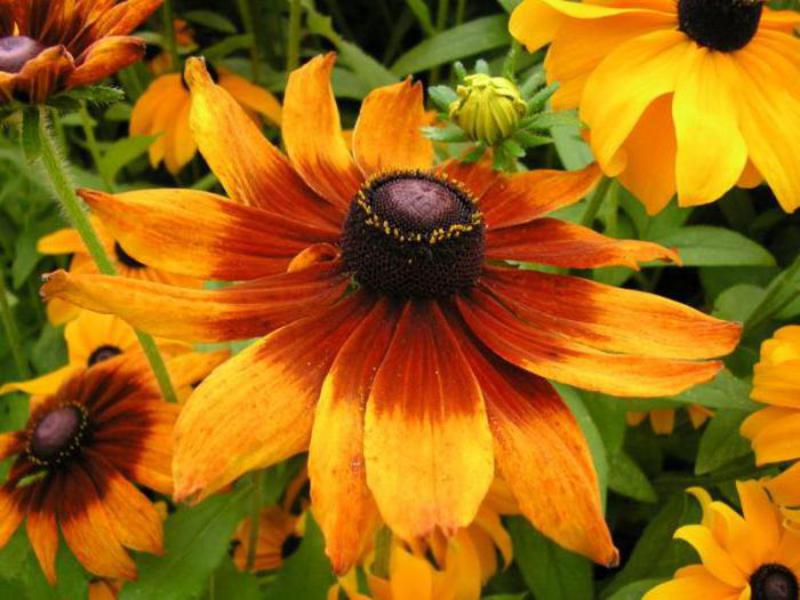 Ways to protect against pests plant rudbeckia