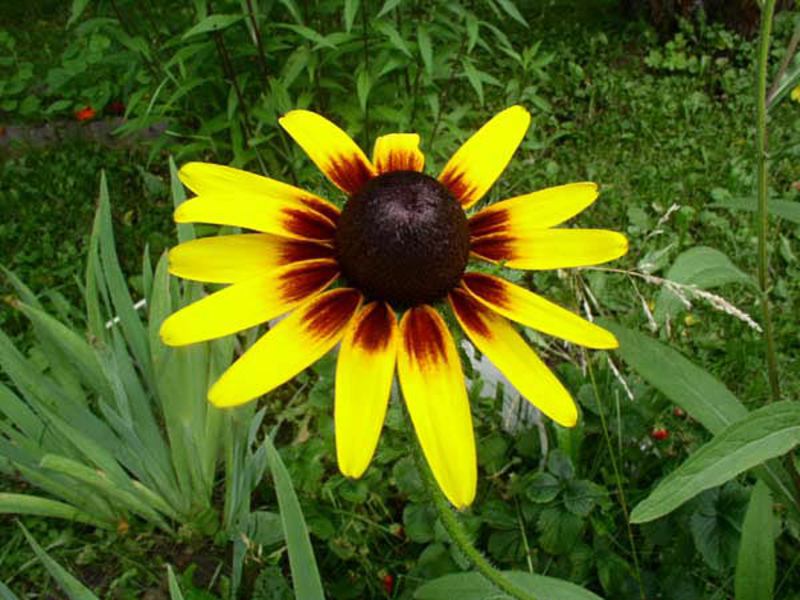 Growing rudbeckia