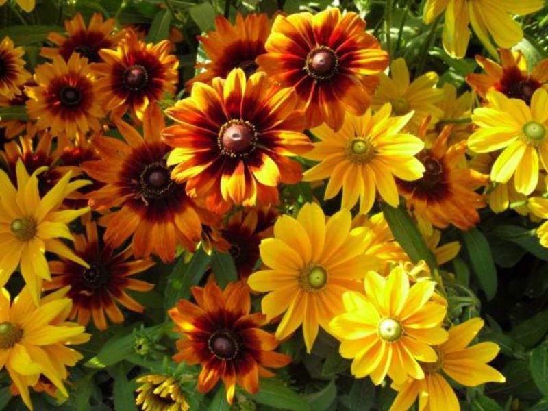 Perennial rudbeckia, care