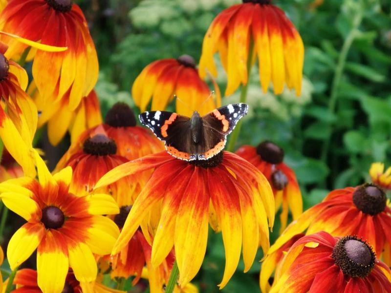 Perennial plant rudbeckia