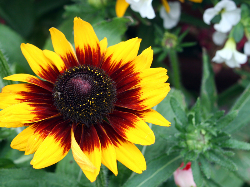 What does a rudbeckia flower look like