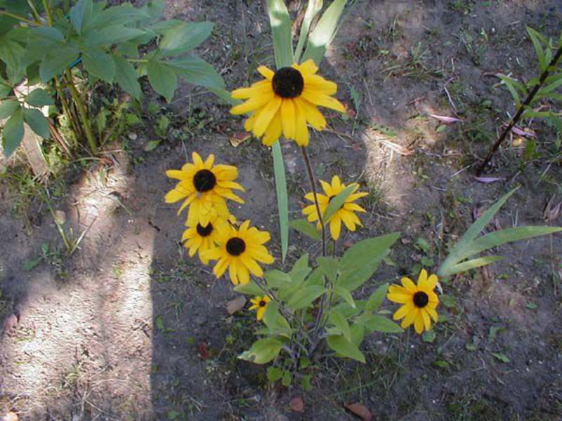 Annual rudbeckia - grown from seeds.