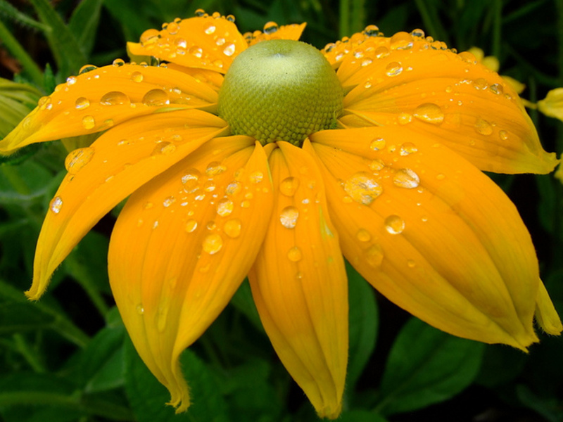 Planting rudbeckia in the garden