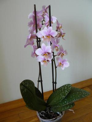 Orchid watering rules