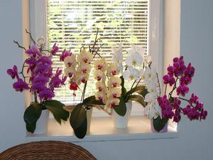 Indoor orchids