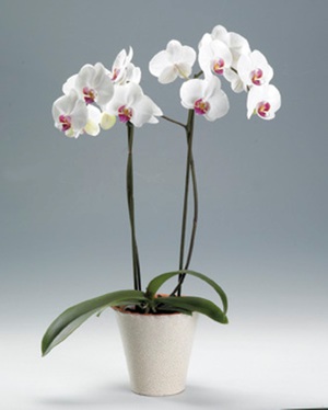 How to plant an orchid