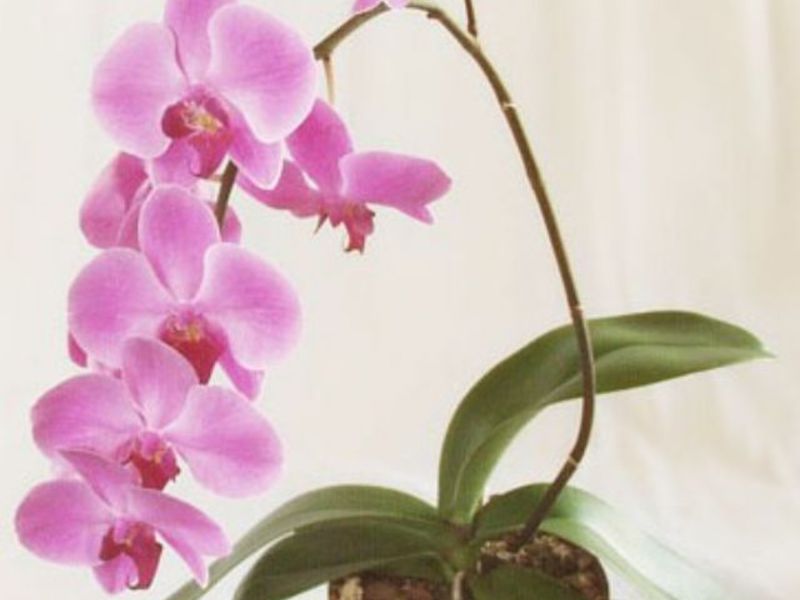 How to care for orchids