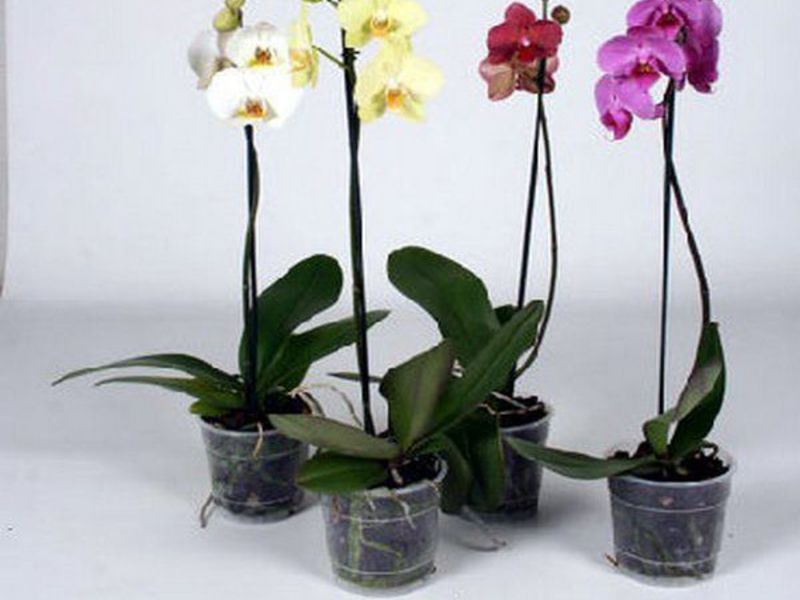 How long does an orchid bloom