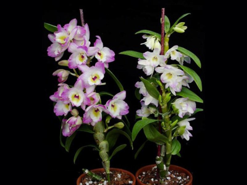 Orchid flowering period