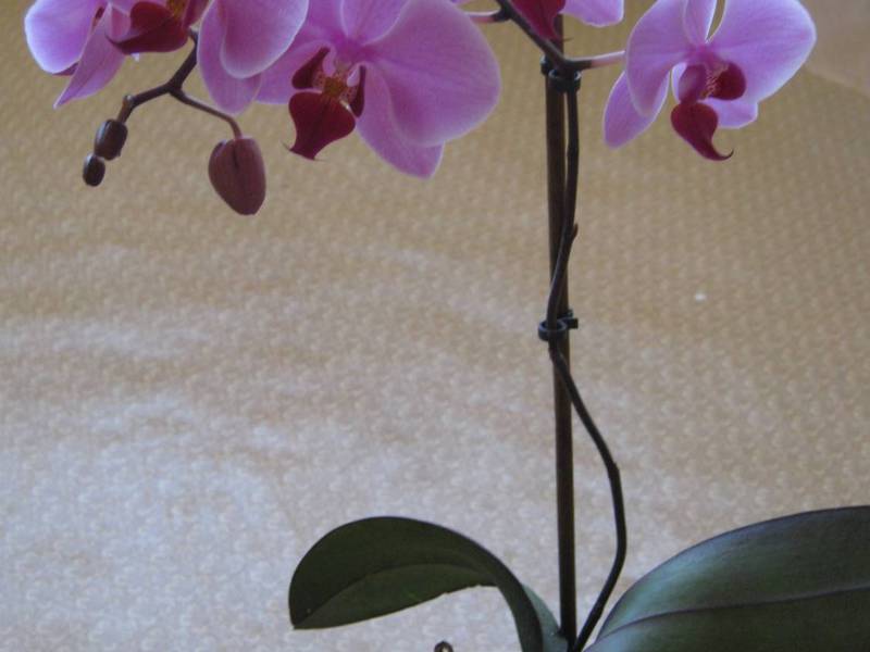 Indoor orchids