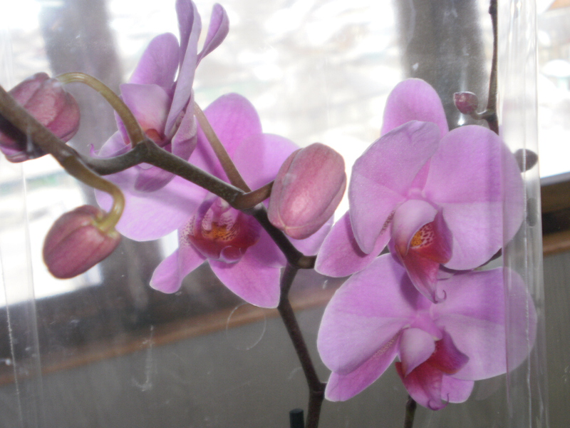 Orchid bloom