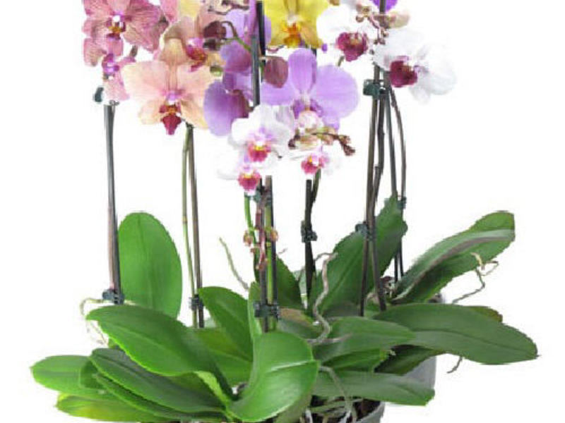 Home orchid care