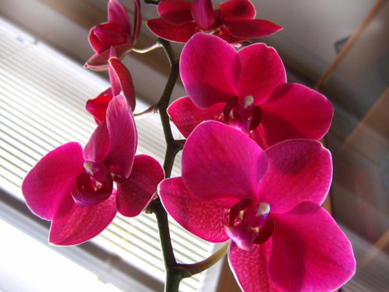 Orchid color