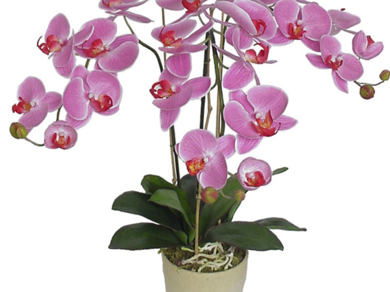 How to care for orchids