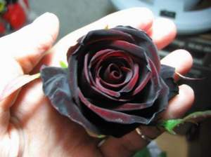 The meaning of a particular rose color