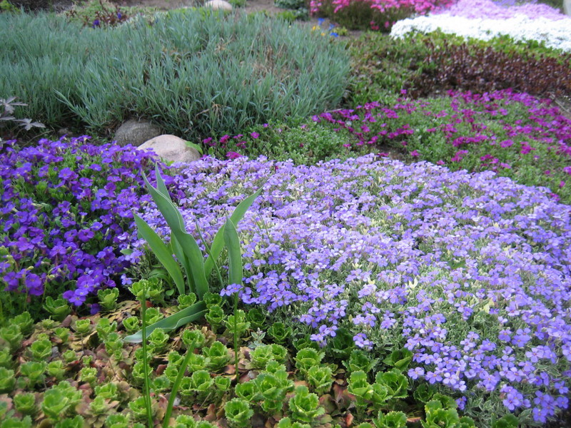 Differences in species of arabis plant