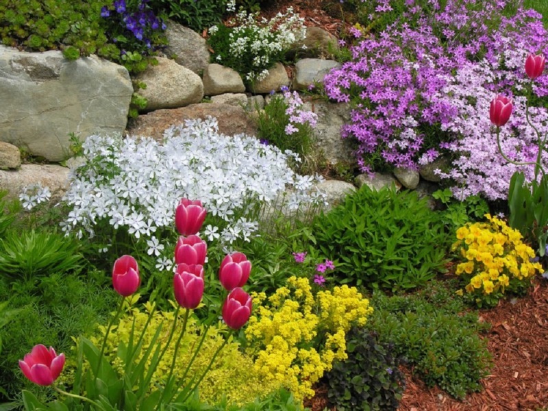 Methods of using arabis for landscape design