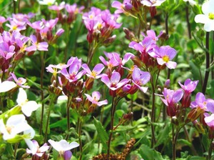 Description of the Arabis plant