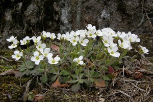 Characteristics of the flowers of the Caucasian Arabis