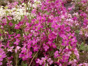 Characteristic properties of Alpine Arabis