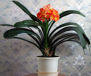 Reproduction of clivia