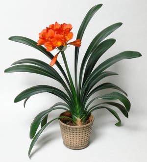 How to care for your clivia