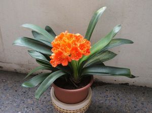 Flowering period of clivia