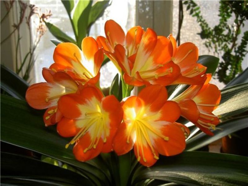 Growing clivia at home