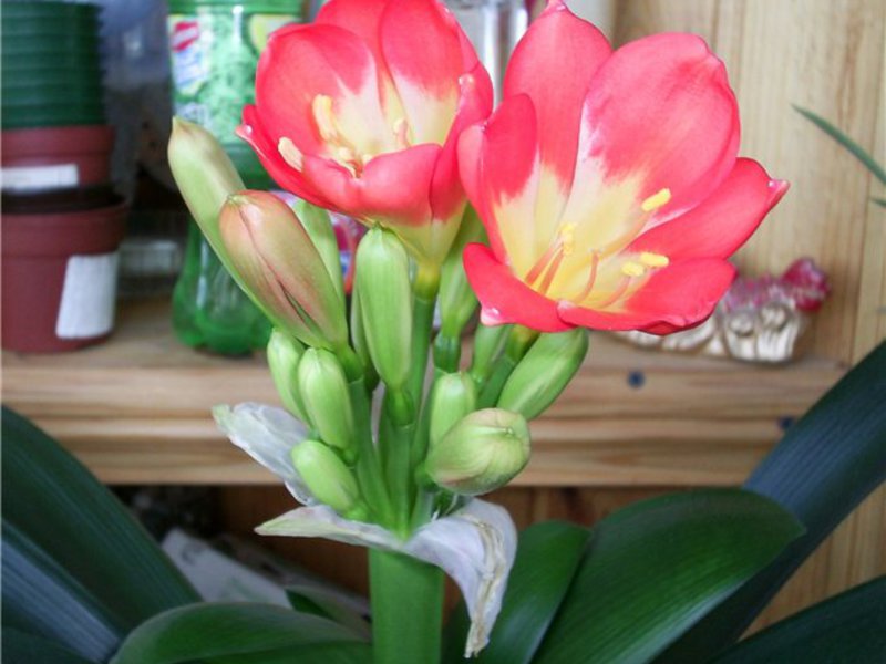 Blooming clivia