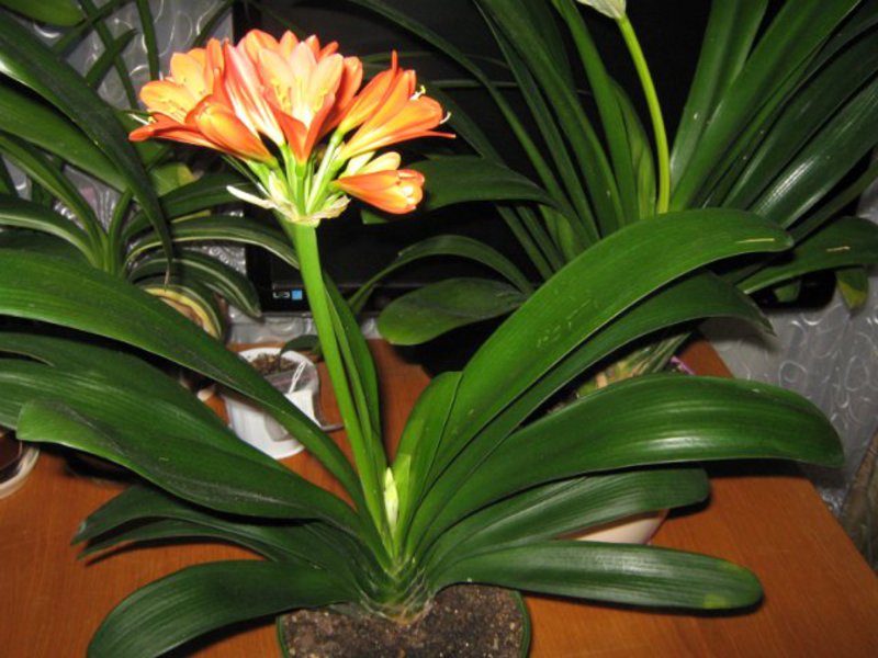 How to propagate clivia